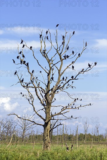 Great cormorants