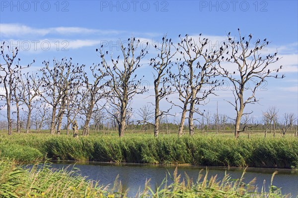 Great cormorants