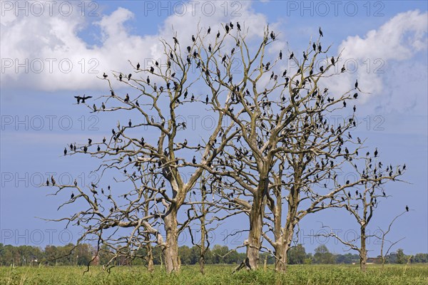 Great cormorants