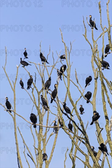 Colony of great cormorants