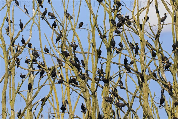 Colony of great cormorants