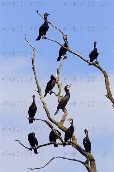 Colony of great cormorants