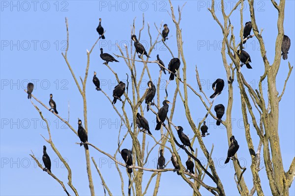 Colony of great cormorants