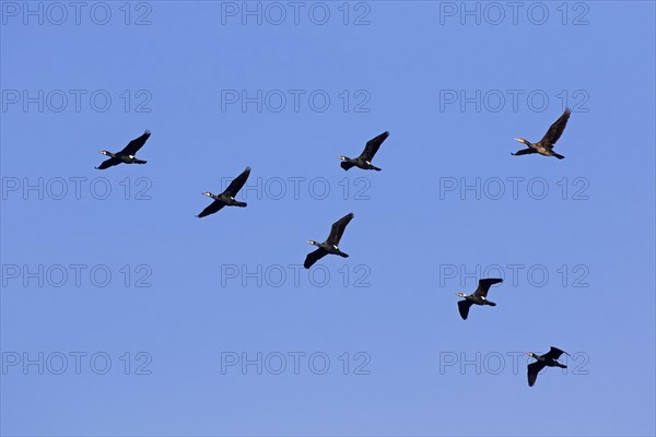 Great cormorants