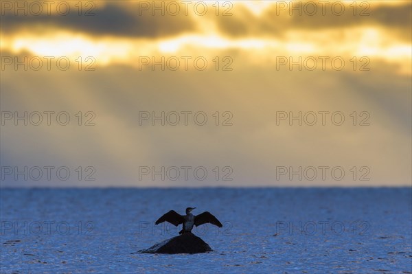 Great cormorant