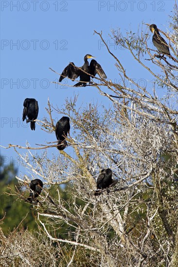 Great cormorant