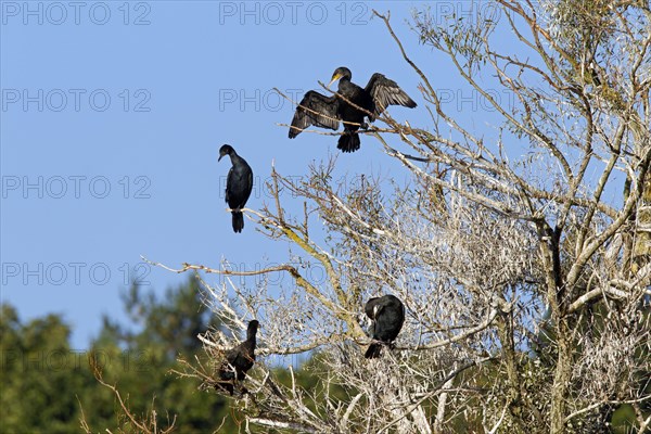 Great cormorant