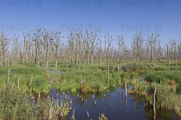 Great cormorants