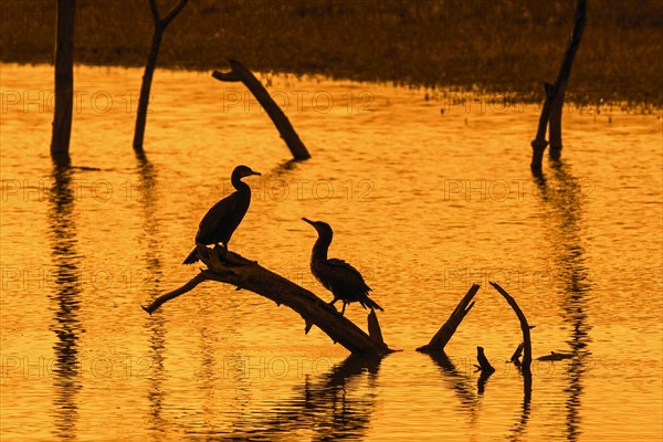 Two great cormorants