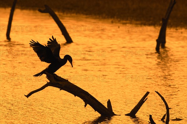 Great cormorant