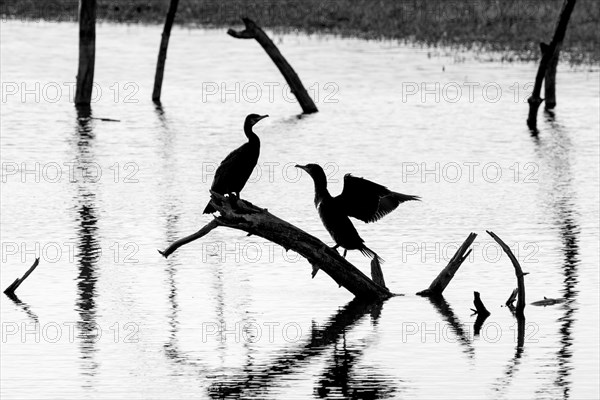 Two great cormorants