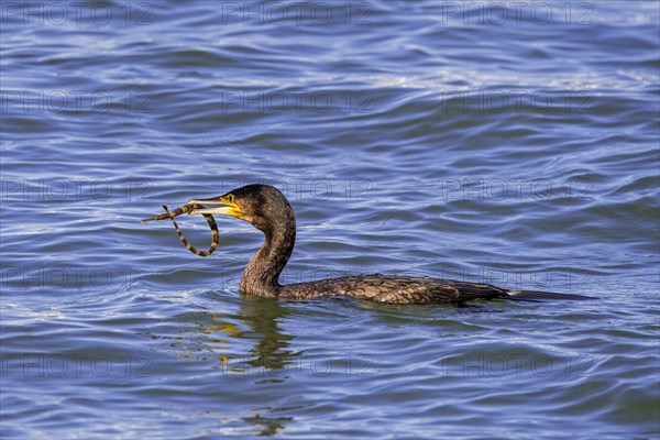 Great cormorant