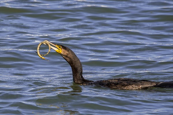 Great cormorant