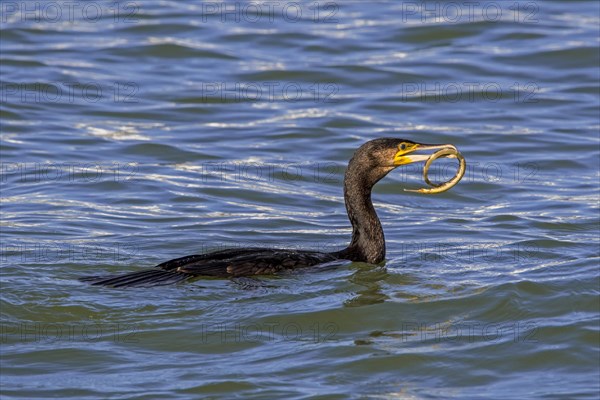 Great cormorant