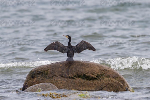 Great cormorant