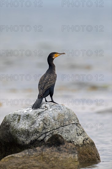 Great cormorant