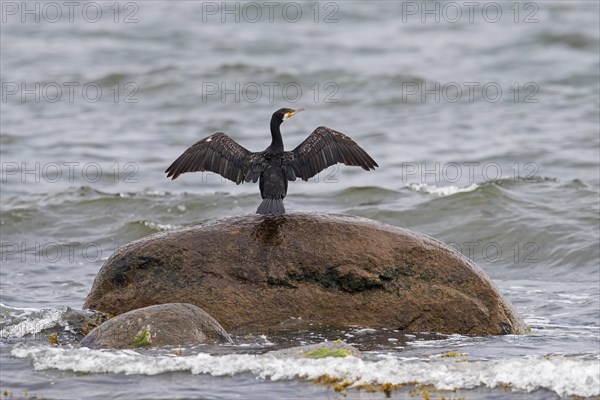 Great cormorant