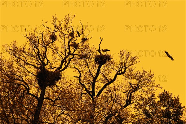White storks