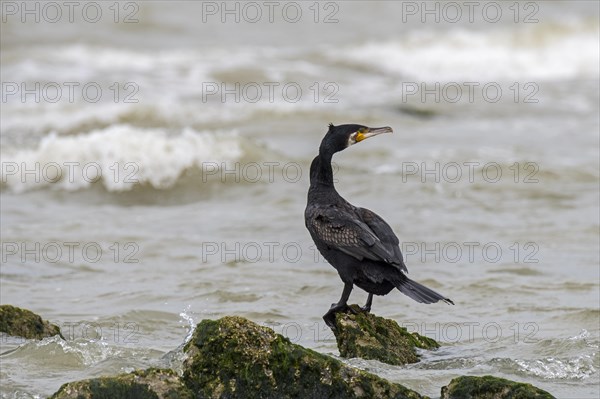 Great cormorant