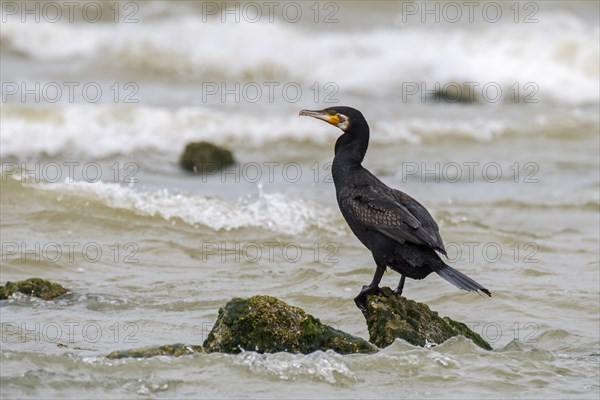 Great cormorant