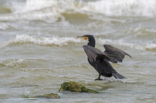 Great cormorant