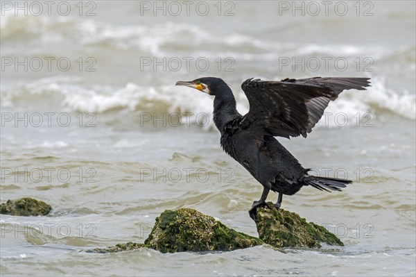 Great cormorant