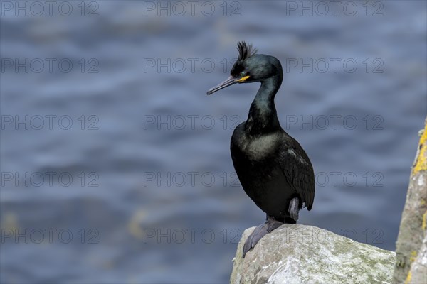 European shag