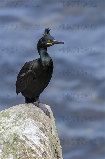 European shag