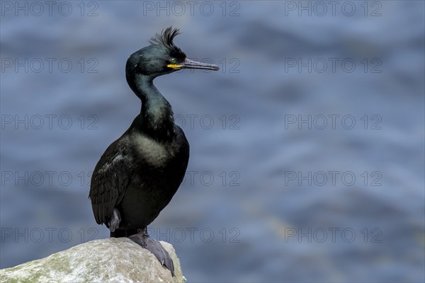 European shag