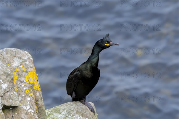 European shag