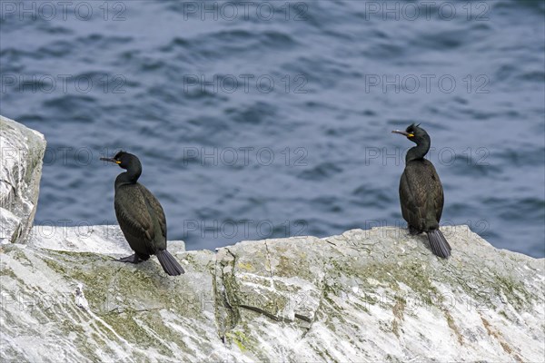 Two European shags