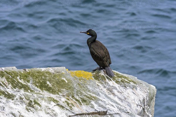 European shag