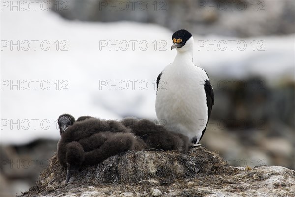 Blue-eyed shag