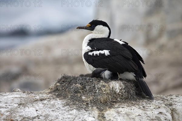 Blue-eyed shag