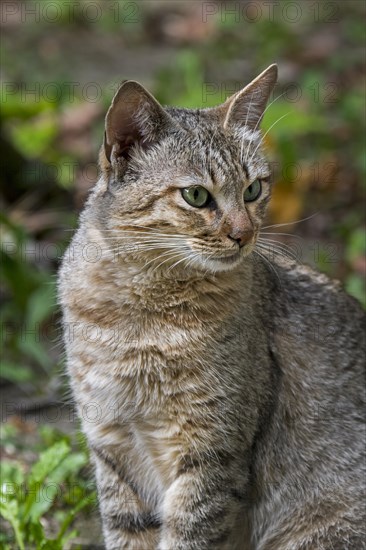 Arabian wildcat