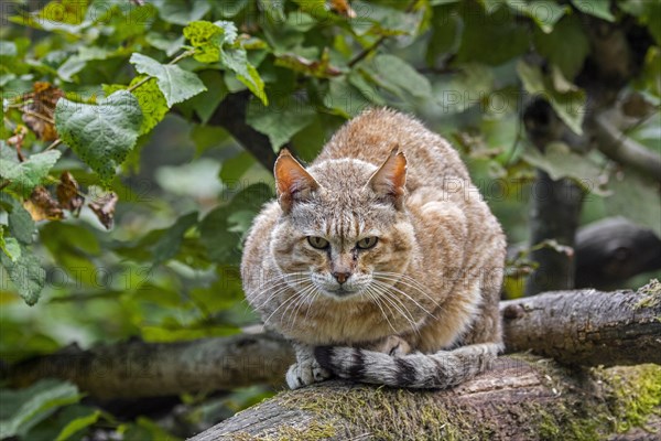 Arabian wildcat