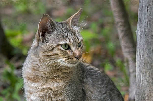 Arabian wildcat