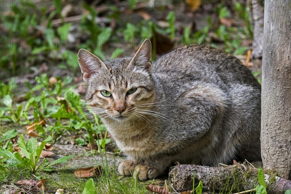 Arabian wildcat