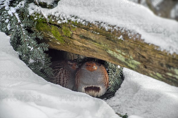 Grey partridges