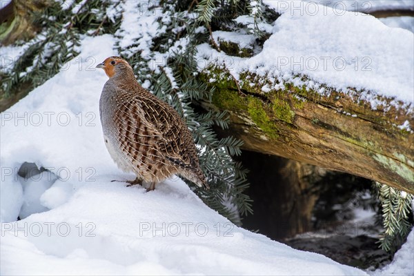 Grey partridge