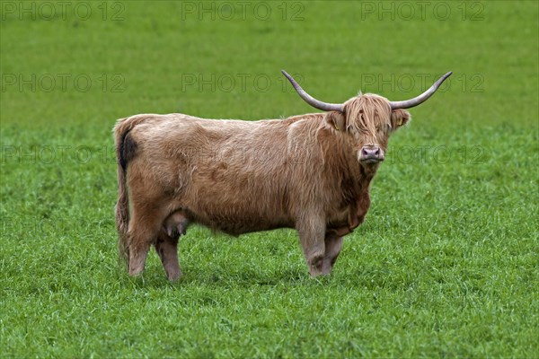 Red Highland Cattle