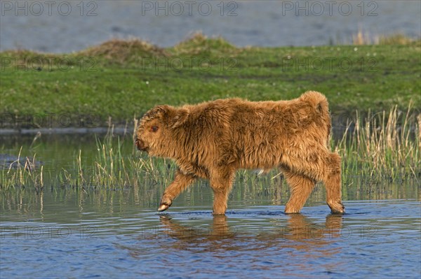 Red Highland Cattle