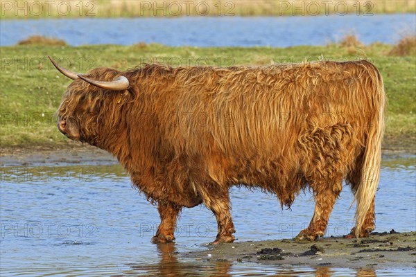 Red Highland Cattle