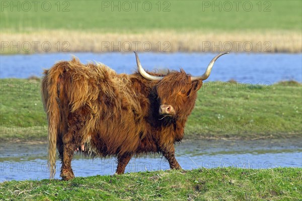 Red Highland Cattle