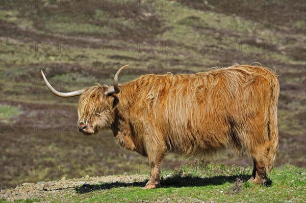 Highland cow