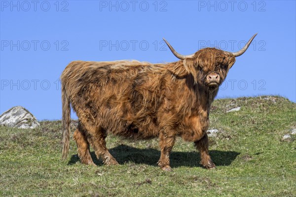 Highland cow