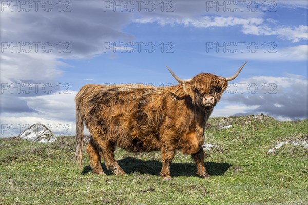 Highland cow