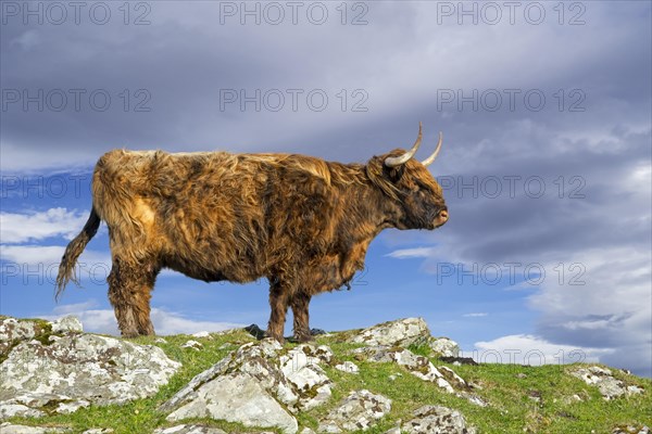 Highland cow