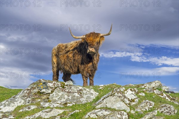 Highland cow