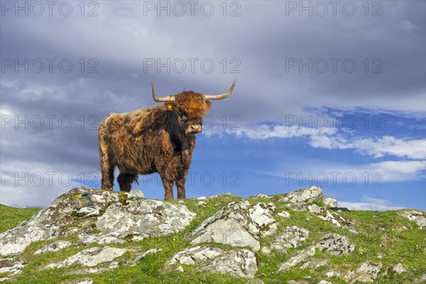 Highland cow